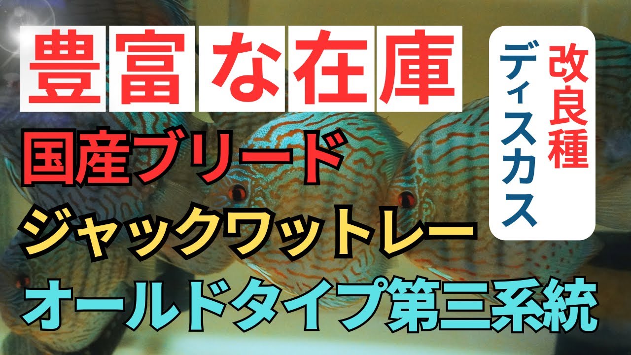 高品質ディスカスの楽園ペットバルーン日本一の圧倒的な在庫量　国産ブリード ジャックワットレーオールドタイプ第三系統。古き良き血統を今なお守り続ける伝統ある品種となります。京の匠直系ブリード