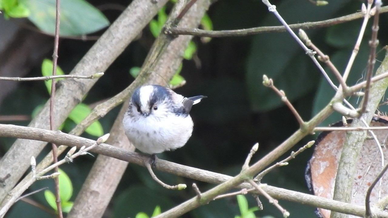 Long Tailed Tit. Feed the birds UK 07 03 26