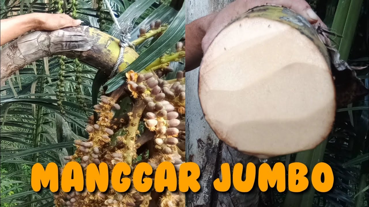 menyadap aren manggar Jumbo,pemotongan,pemeraman sampai panen pertama