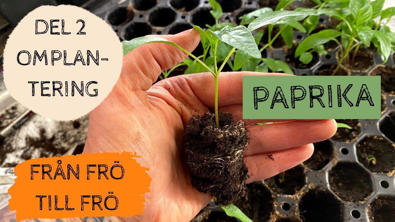 PAPRIKA - Från frö till frö - Del 2: Första omplanteringen