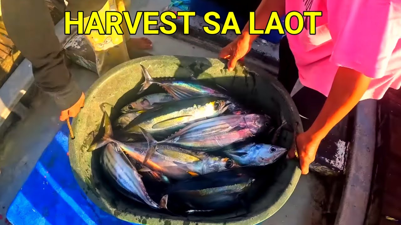 P10 - TULOY TULOY PA DIN ANG HARVEST SA LAOT - EP63