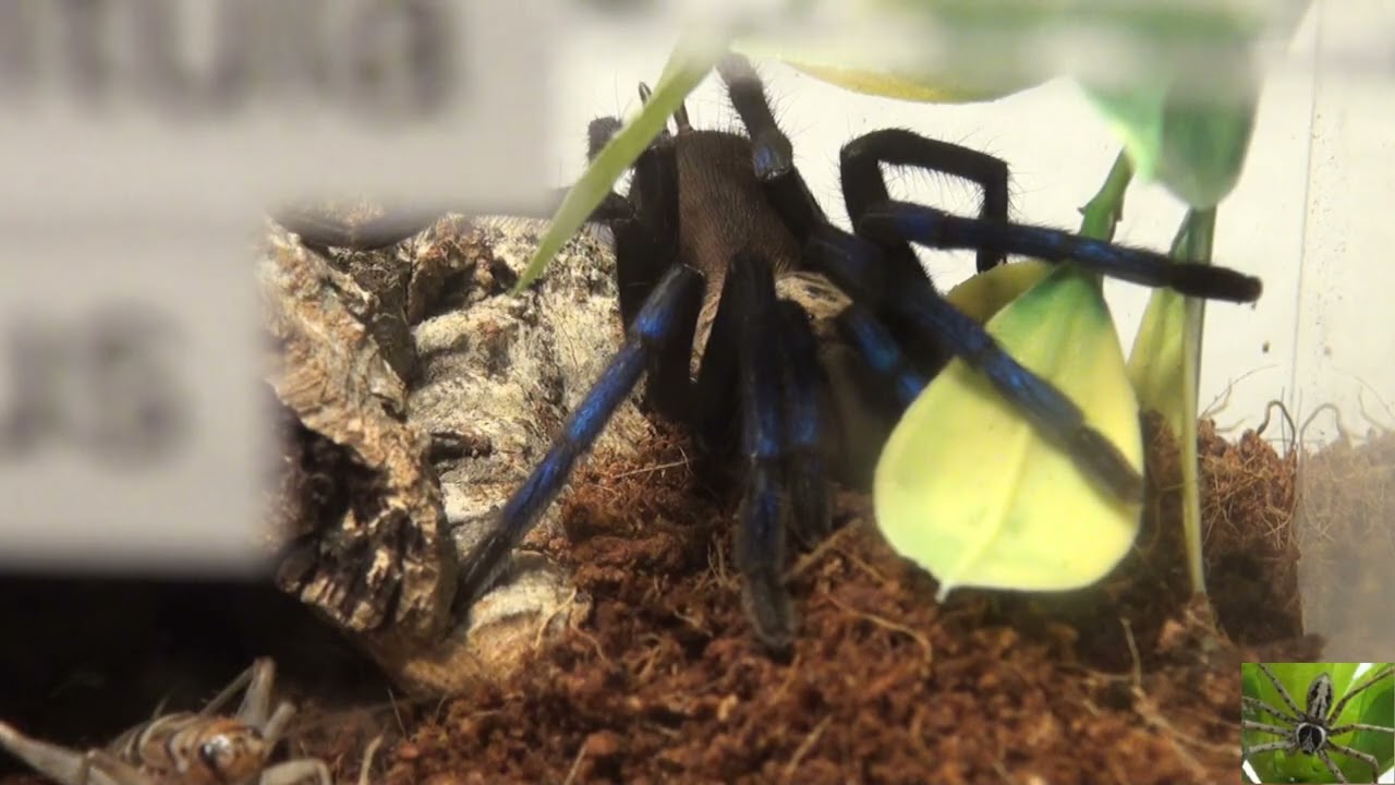 Neon Blue Leg Tarantula From Borneo (Birupes simoroxigorum)