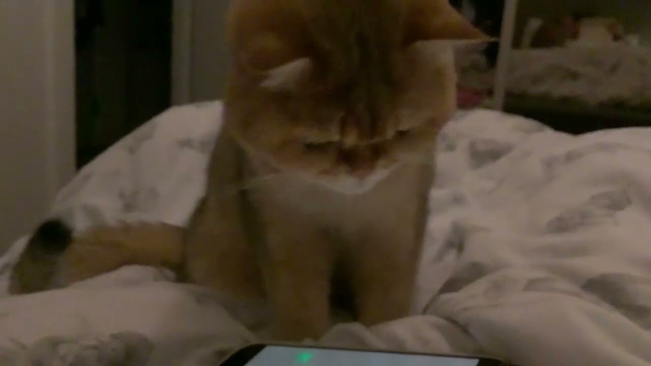 Cleo’s TV time before bed 