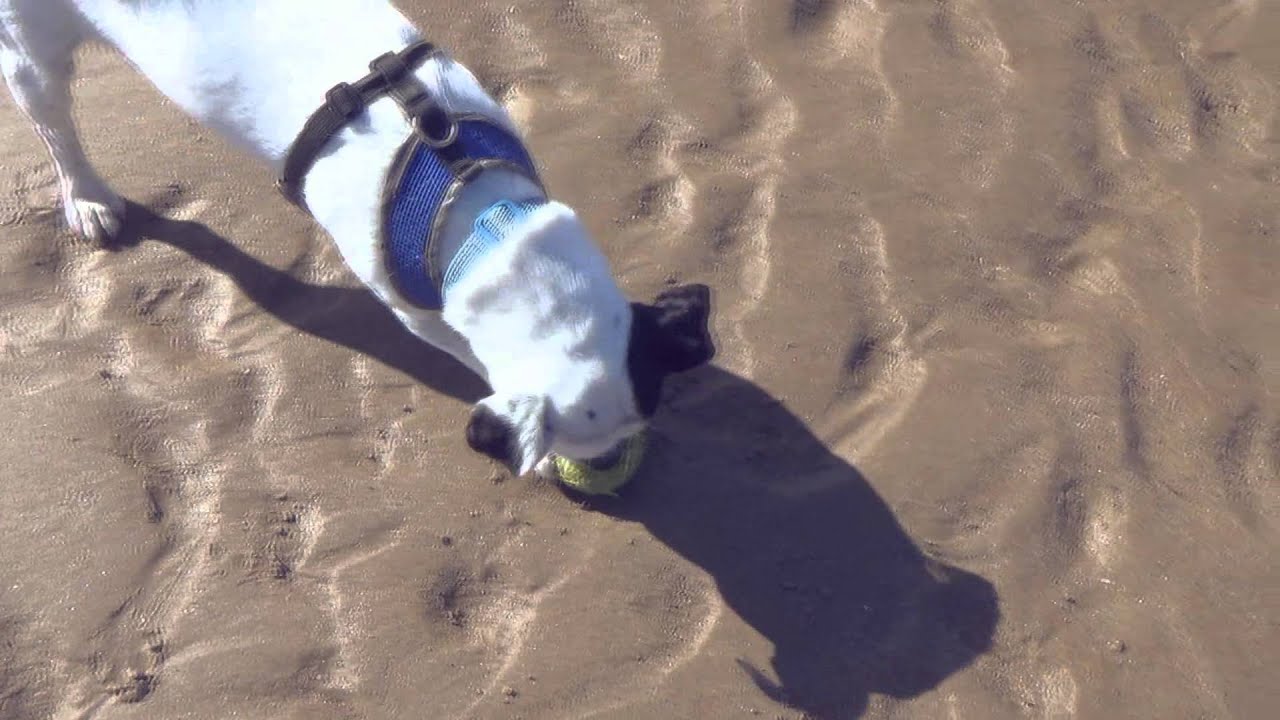Laddy at Druridge Bay, Northumberland