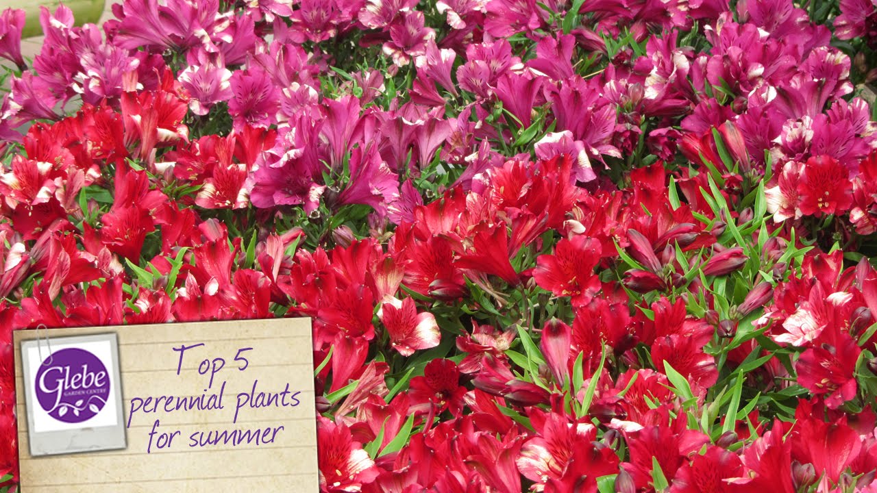 Top 5 perennial plants for summer