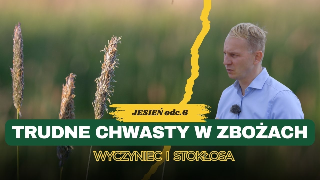 Wyczyniec i stokłosy - trudne chwasty w zbożach. Jak je zwalczać jesienią? e-pole