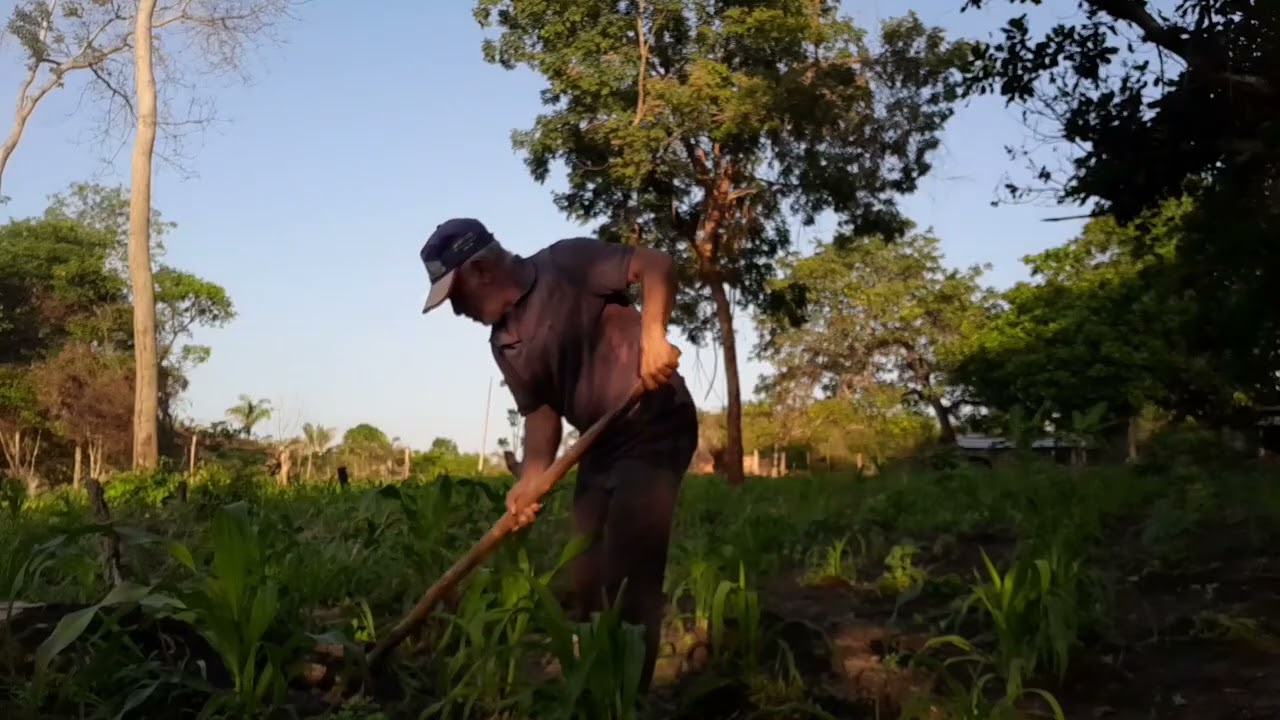 Limpando o milho e o feijão 