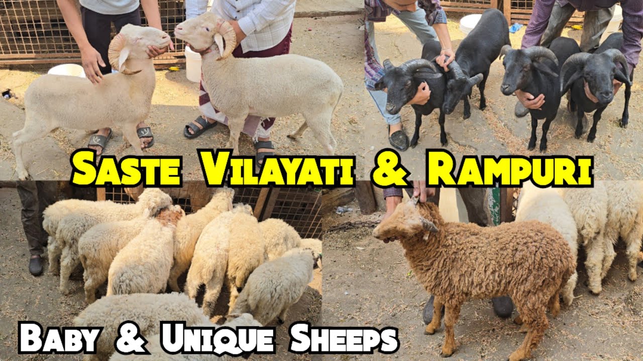Saste Aur Pure Quality Mende | Vilayati & Rampuri Baby Sheeps Available In Ram Nagar | Hyderabad 