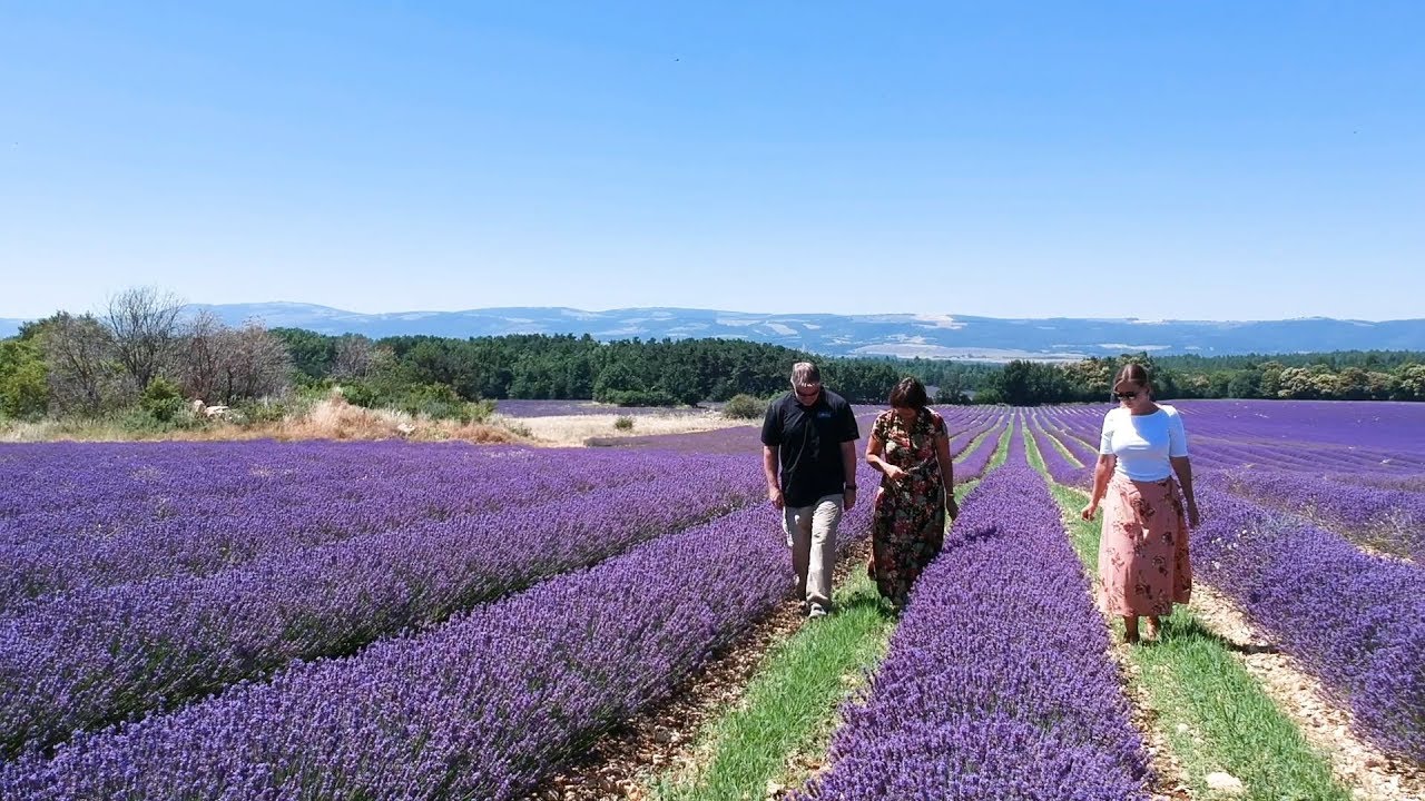 Lavender Essential Oil: Path to Product Quality | NOW Essential Oils