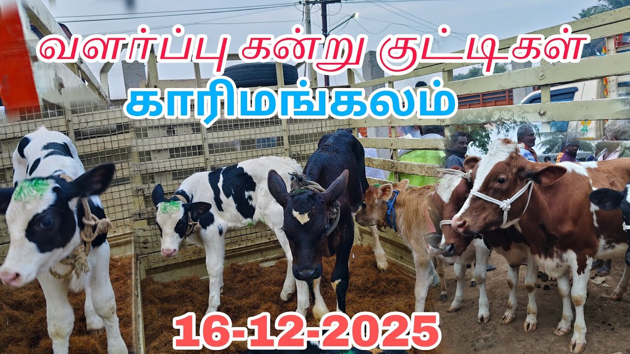 16-12-2025 வளர்ப்பு கன்று குட்டிகள் காரிமங்கலம் சந்தை விலை நிலவரம்? தருமபுரி 