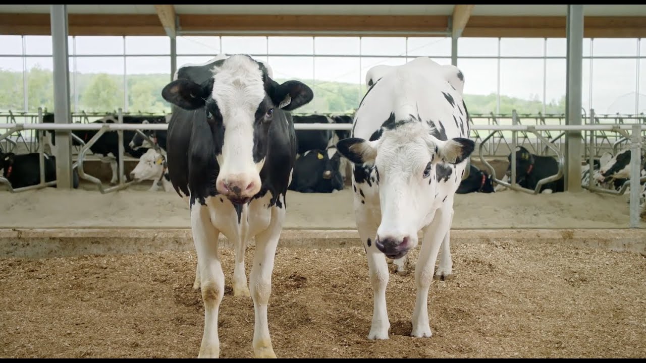 Comment se payer la traite avec le Lait – 60 secondes