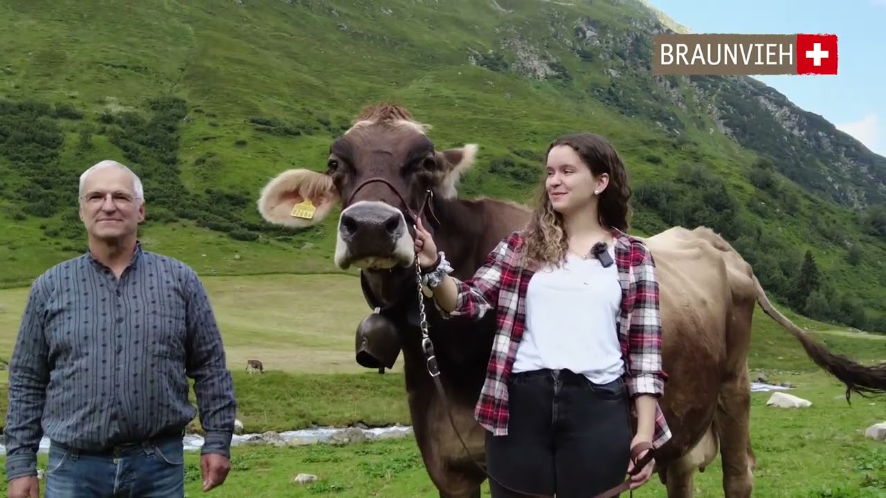 Langlebige Brown Swiss-Kuh auf der Alp am Rhin bei Kaspar Hoffmann, Davos