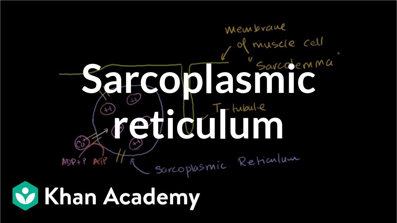 Role of the sarcoplasmic reticulum in muscle cells | NCLEX-RN | Khan Academy