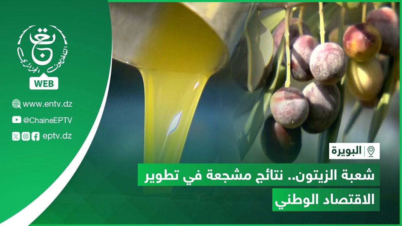 البويرة: شعبة الزيتون.. نتائج مشجعة في تطوير الاقتصاد الوطني