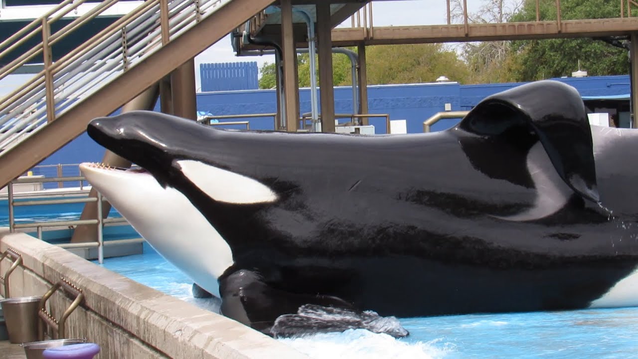 Dine With Orcas | Full Show at SeaWorld San Antonio (10/12/19)