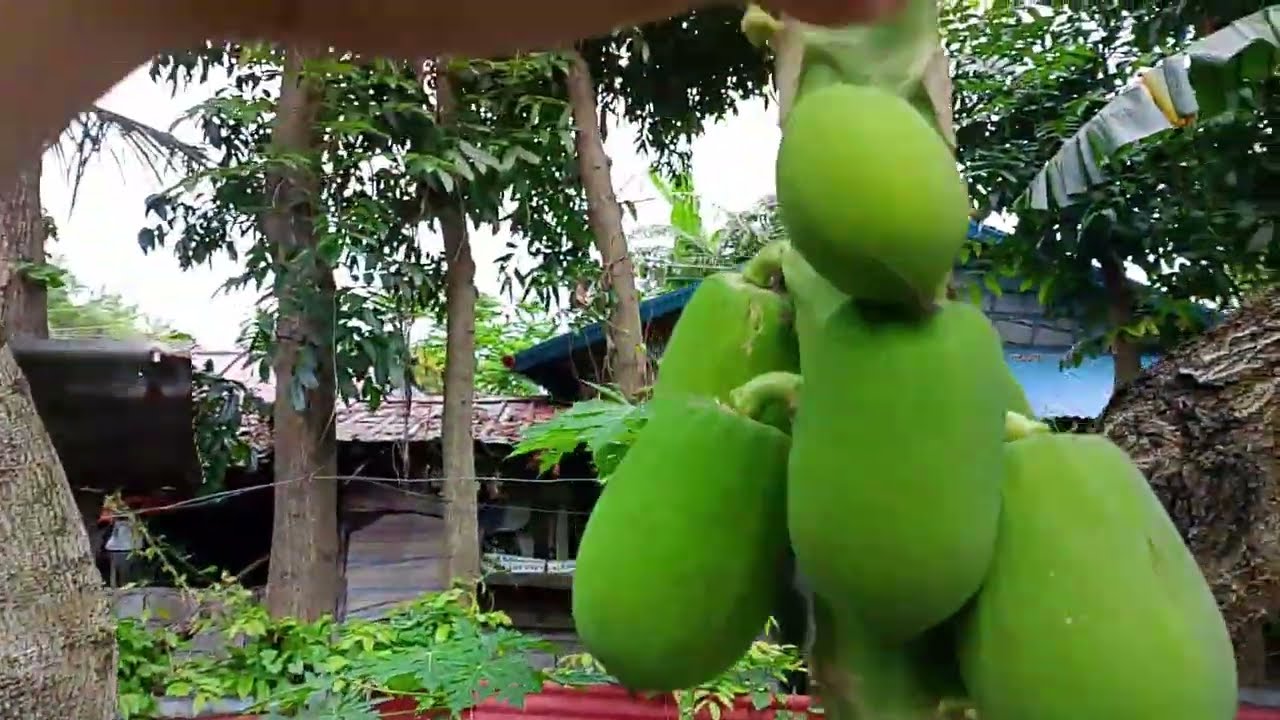 191/Videos Kalapatids at Teknik para mamunga ang Papaya#greaterestongloft 