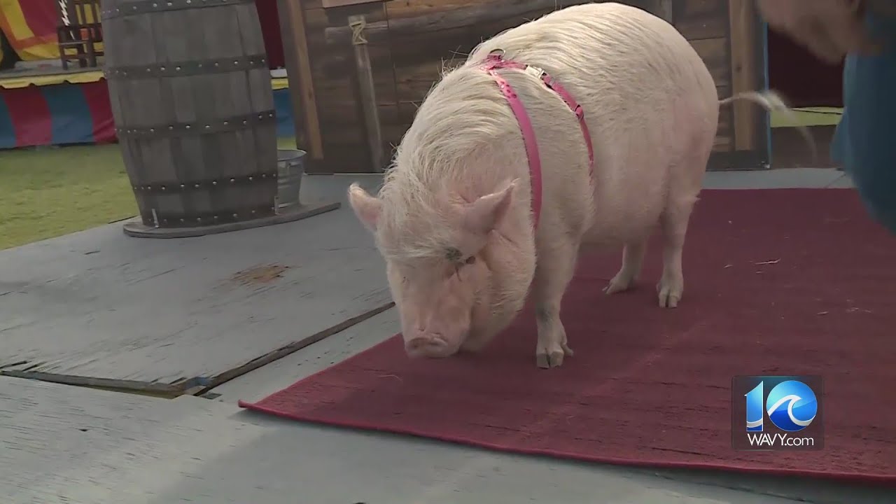 Don Slater hangs out with Rosie the performer pig at the Chesapeake Jubilee