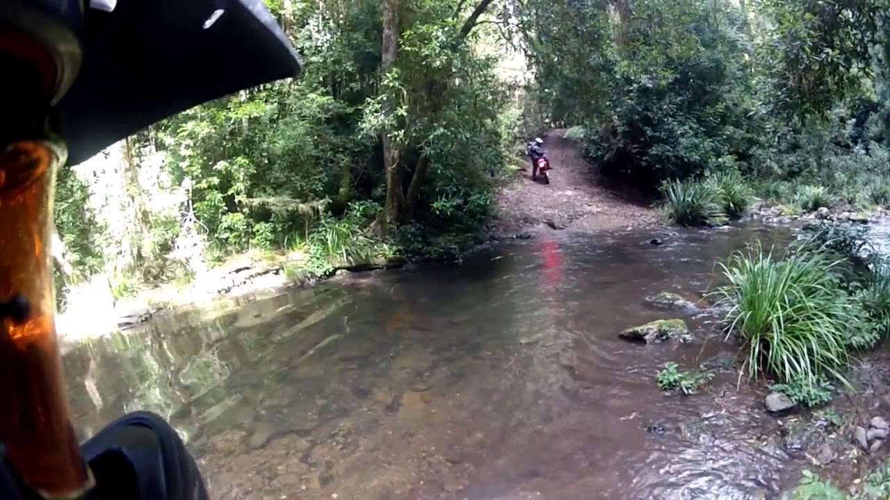 Dingo Tapin Tops The Cells Bulga State Forest