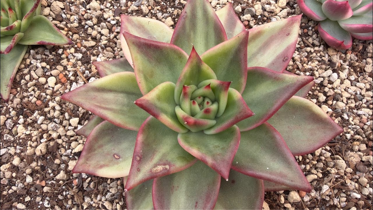 🌸금화다육🌸 
