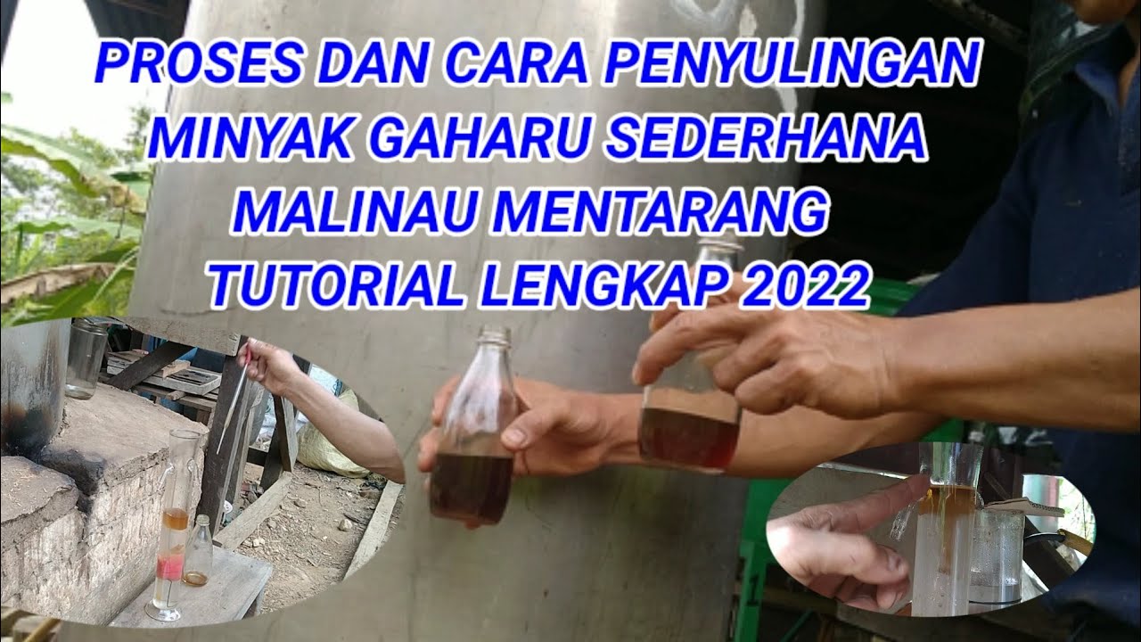 Proses dan cara penyulingan minyak gaharu sederhana Malinau mentarang tutorial lengkap 2022