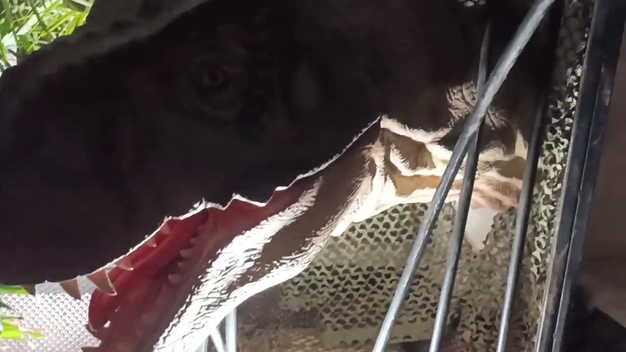Abelisaurus:Biod&oacute;m!