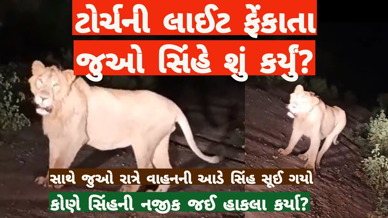 ટોર્ચની લાઈટ ફેંકાતા સિંહે શું કર્યું?પ્રકાશથી સિંહોને શું થાય છે?રાત્રે સિંહ ગાડીની આડે