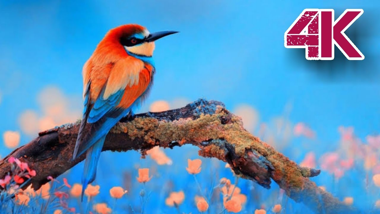 original 4K video (ULTRA HD) hdr 60fps relaxing nature video 4K resolution uhd 120fps el alfa 4k uhd