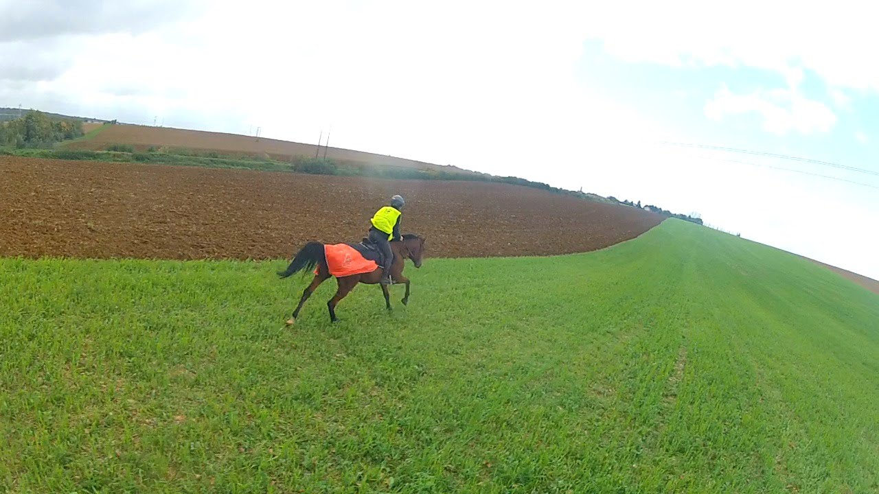 Un trotteur ne galope pas ? (+Gopro !)