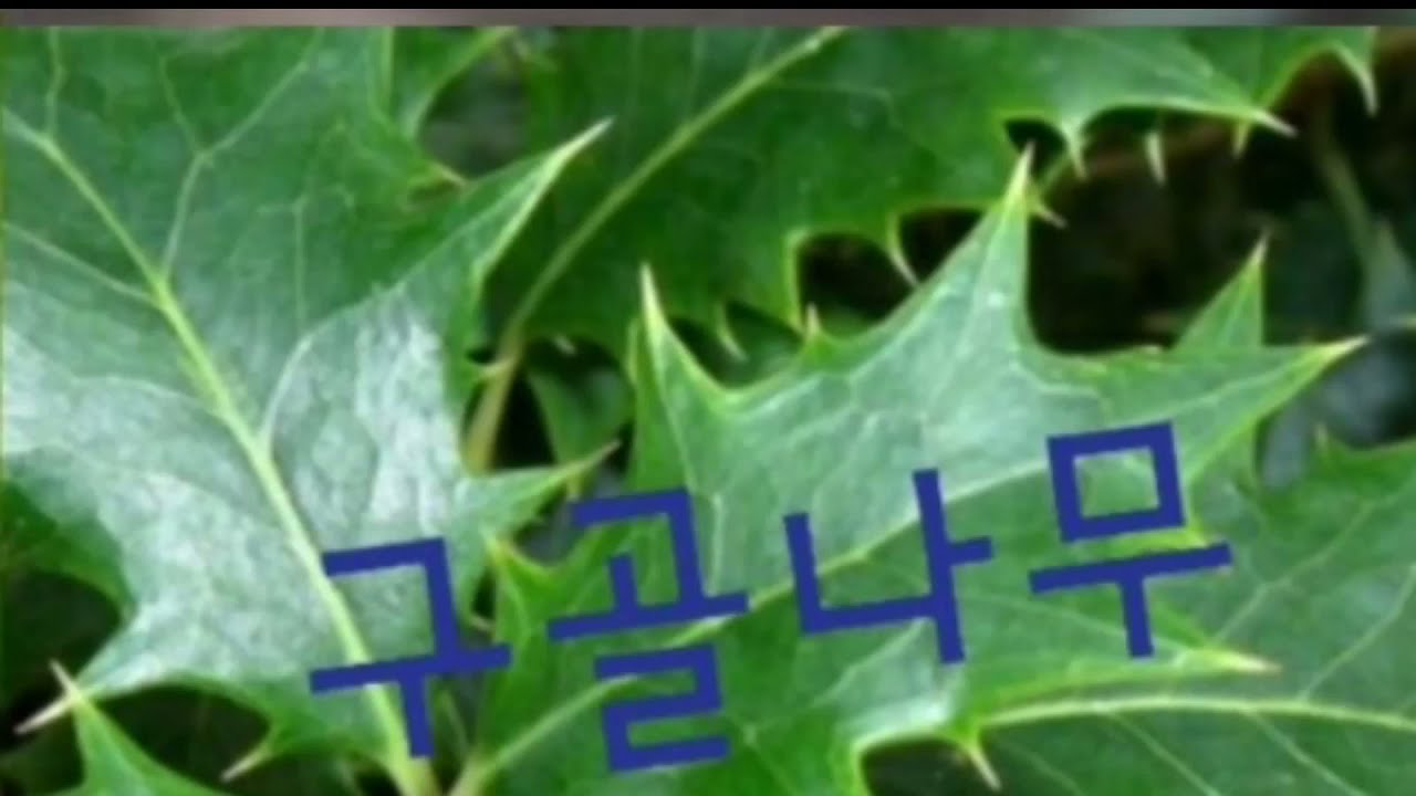 10/19. 금목서,은목서 구골목서,구골나무,호랑가시나무 비교