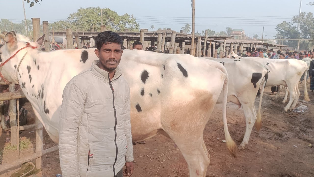 সাঈদ ভাই এর সেরা মানের সব ১০ থেকে ১৬ লিটার দুধের গাভী কিনুন একদম সীমিত পানির দামে।।
