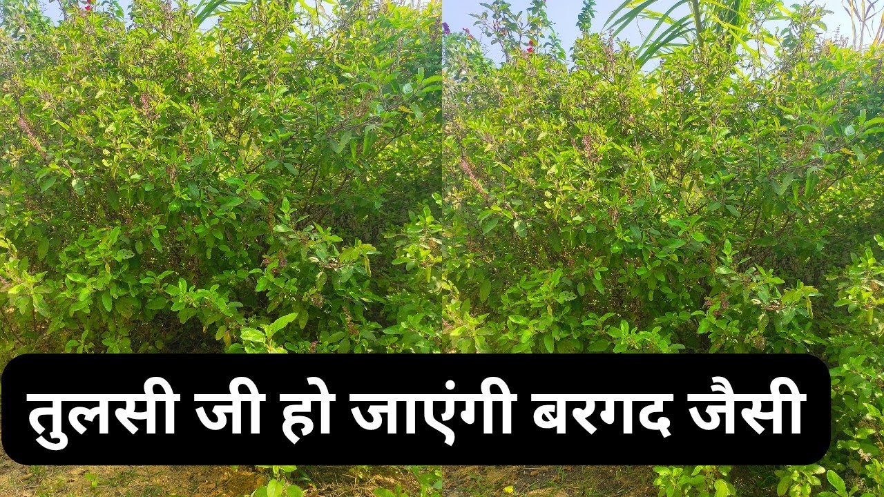 Tulsi plant care at home a complete guide !! #youtube #gardening