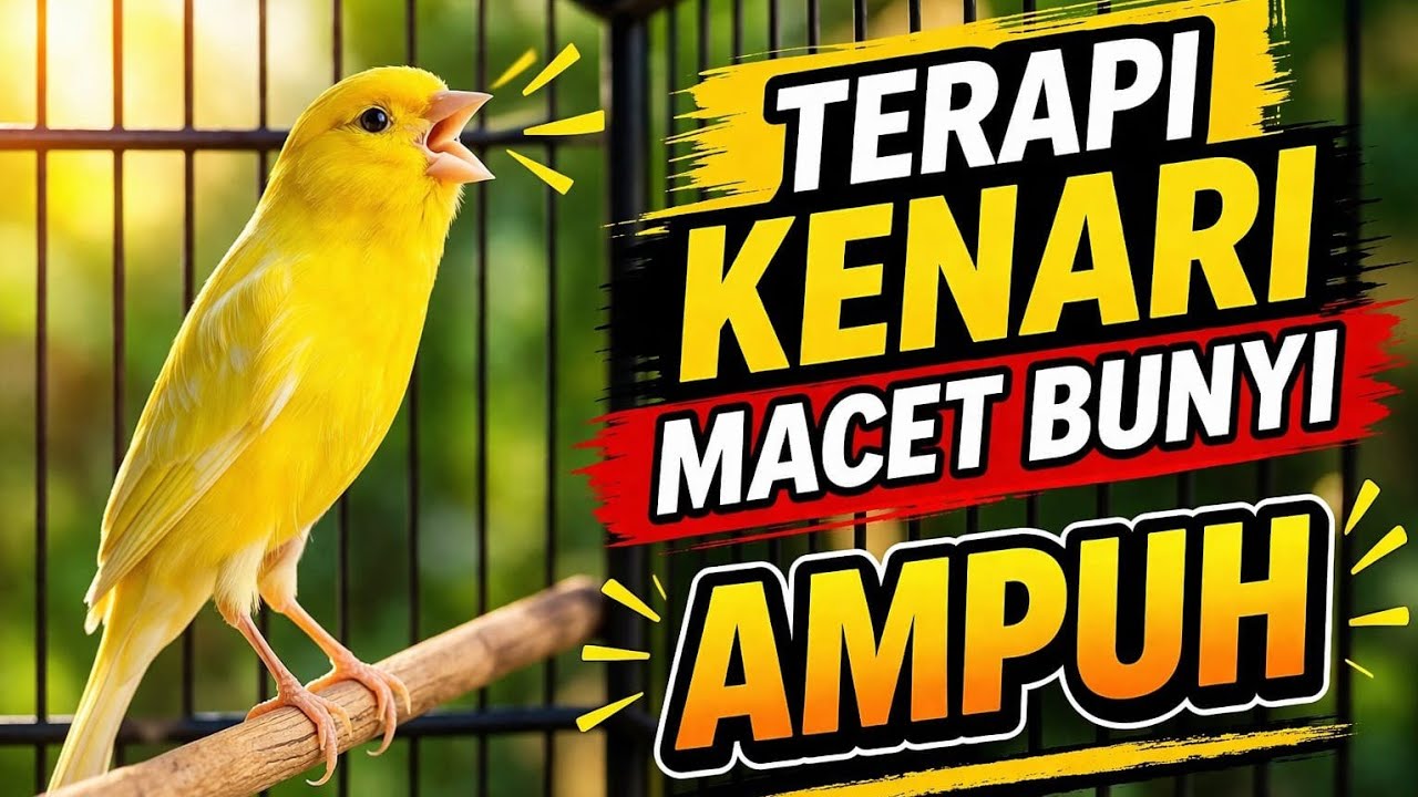 kenari gacor ngerol panjang pancingan kenari macet  #kenari #birds #kicaumania #kicaumancingtv 