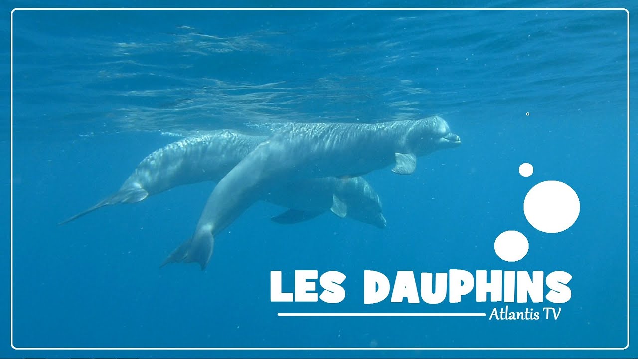 Atlantis TV - Les dauphins - Dolphins