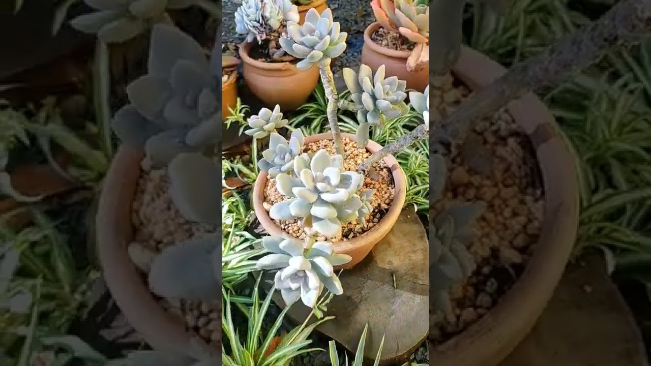 Echeveria supreme