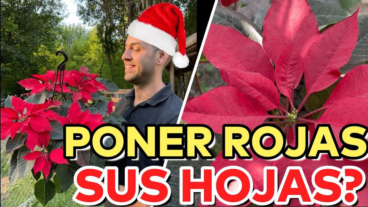 Cuidar Una Flor De Pascua Nunca Fue Tan FÁCIL! Estrella Federal Cuidados