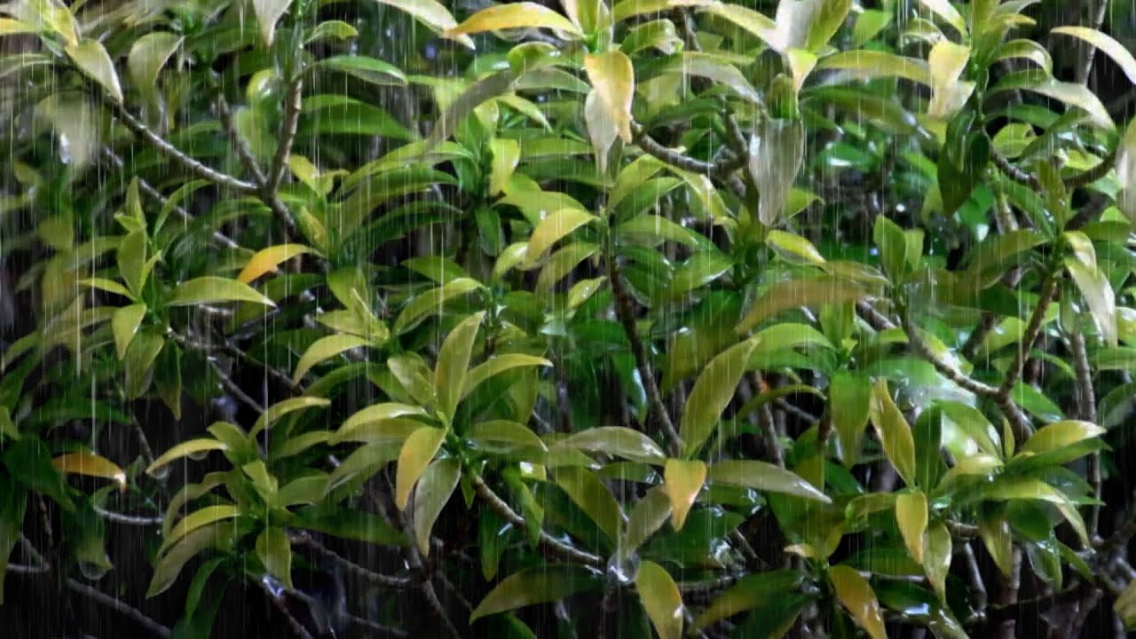 Deep Sleep with Rain and Thunder Sounds | Peaceful Night Storm Ambience