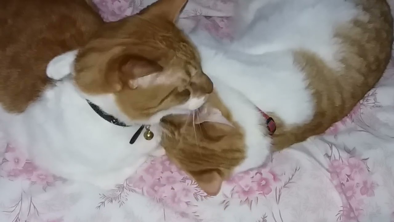 💞 THE BEST FRIENDS 💞