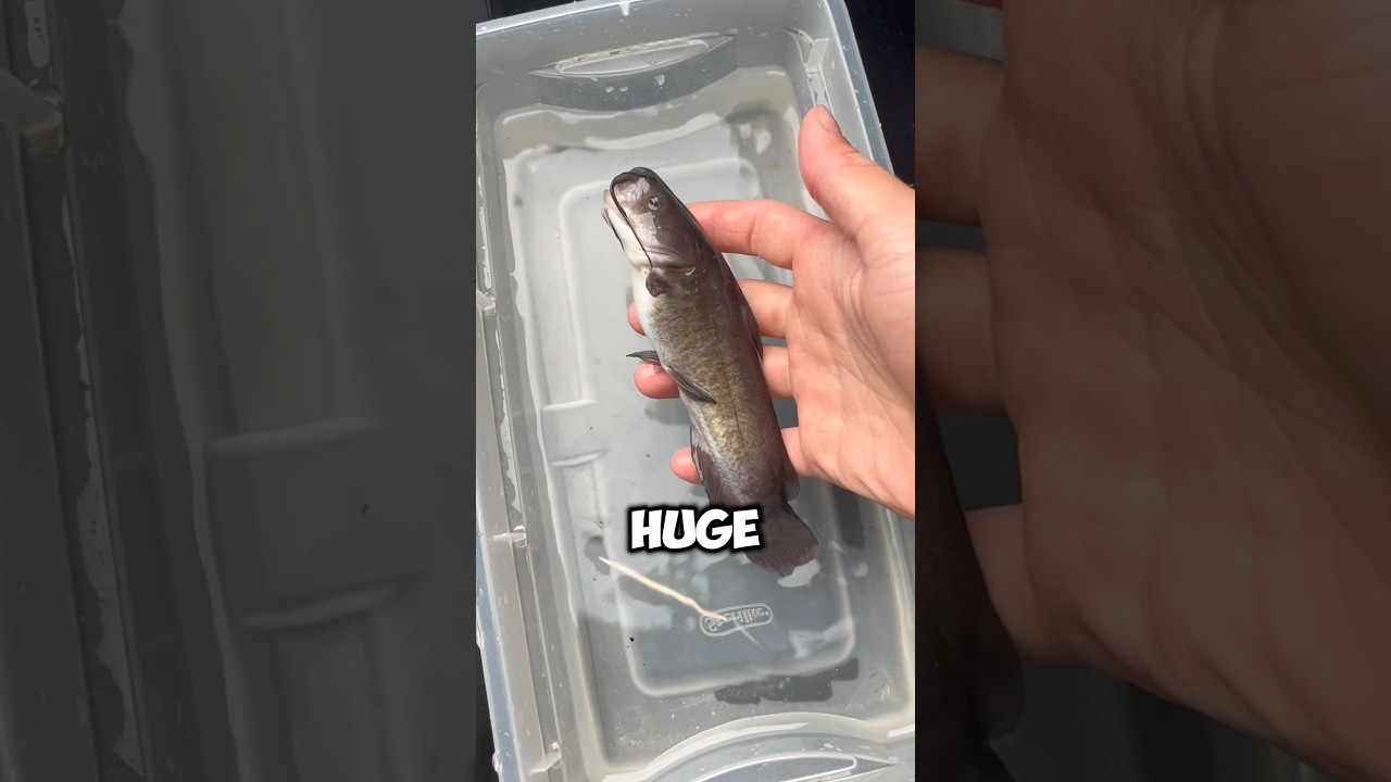Baby Catfish after 6 months!