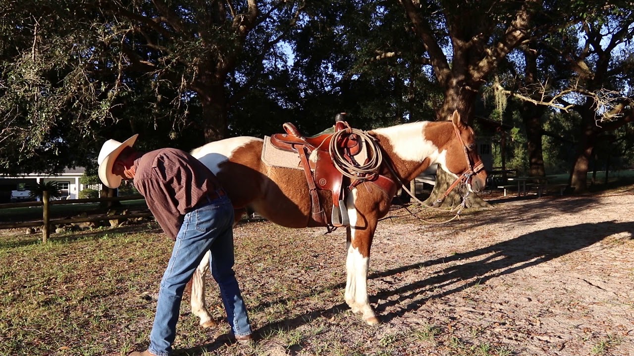 RANCH BROKE HORSE | HUSBAND SAFE | A TRU DRUMMER | CHAMPION BLOOD LINE