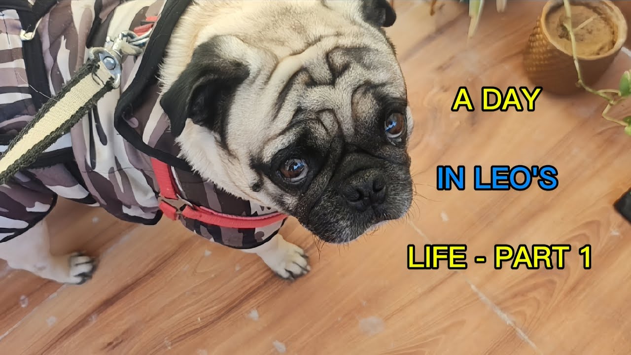 A day in Leo's life - part 1 