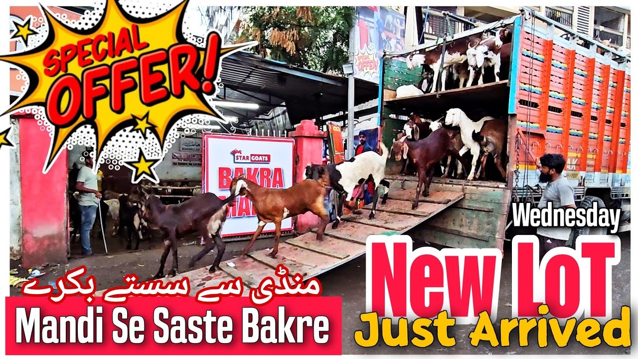 Qurbani ke Bakre Aagaye at STAR Goats Farm Asif STD 88798 09944 Mumbra Mumbai #mumbra #GOAT #mumbai