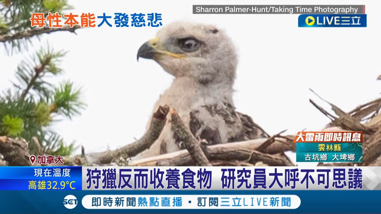 動物也會
