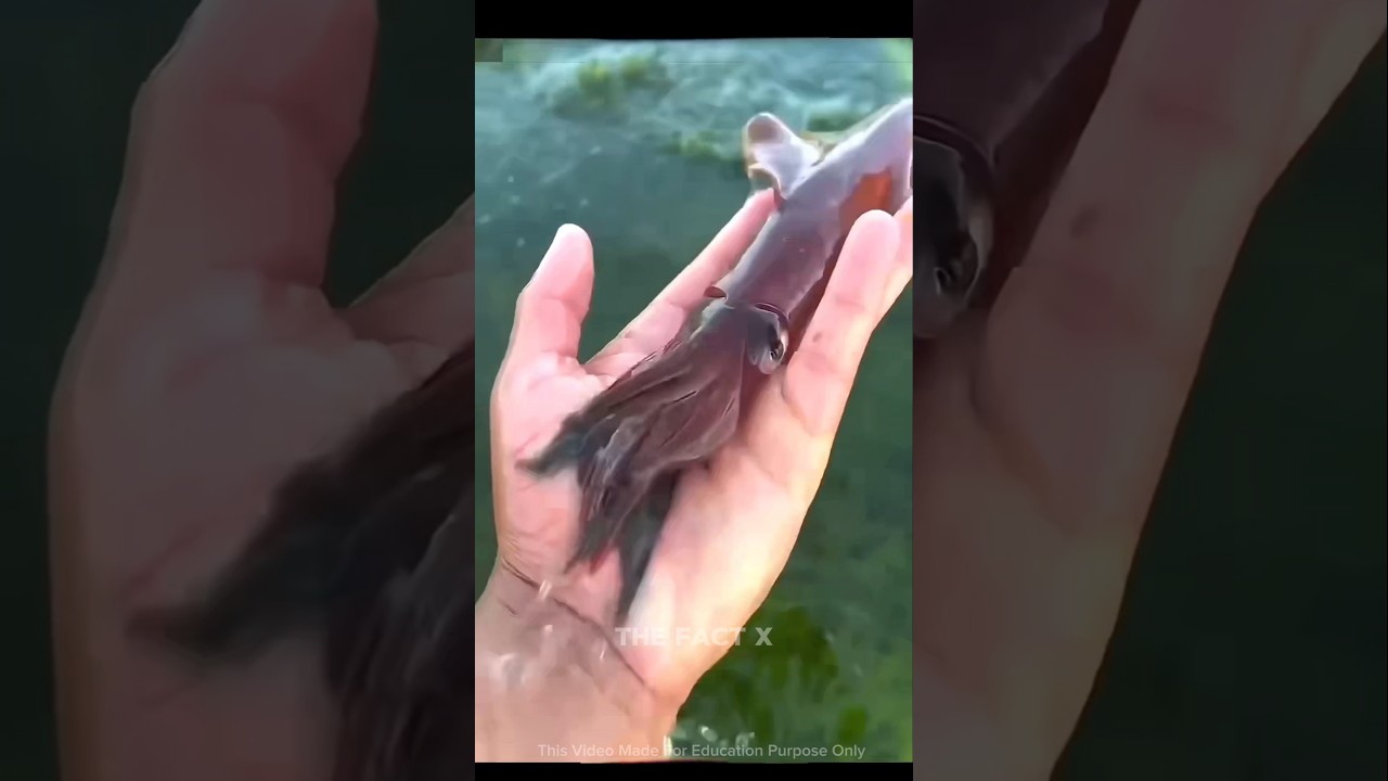 Squid Fish Ink Attack