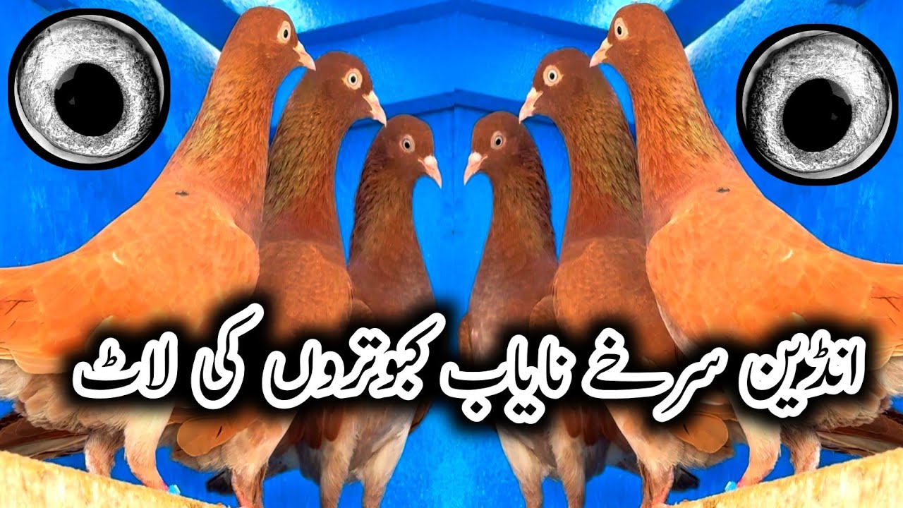 Nayab Neel Dumy Kabootar 💯 // Surkhy Kabootar // Sialkoti Kabootar // Feroz Puri Kabootar Big Setup 