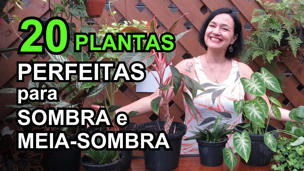 20 plantas PERFEITAS para SOMBRA e MEIA-SOMBRA!