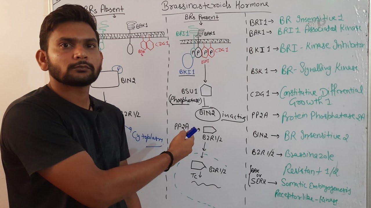 Brassinosteroids signalling pathway|Phytohormone||CSIR NET| in Hindi