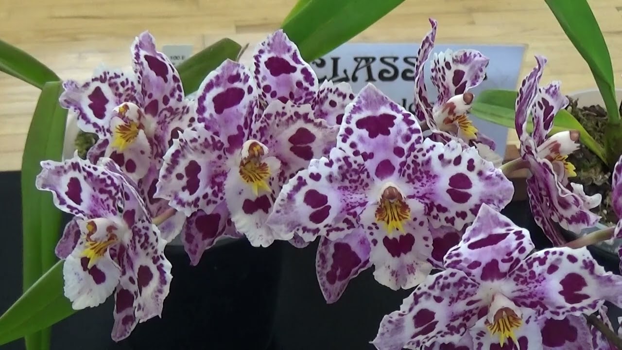Our monthly Orchid show.