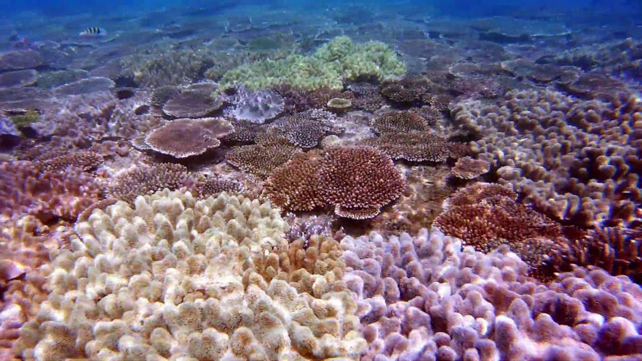 [4K] Beautiful Coral Reef Okinawa #6 沖縄 本島 サンゴ シュノーケリング