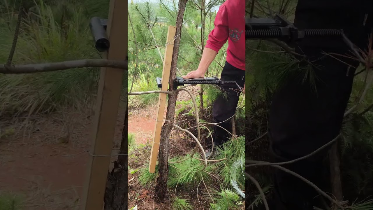 Bending trees with human assistance for straightening - planting technique