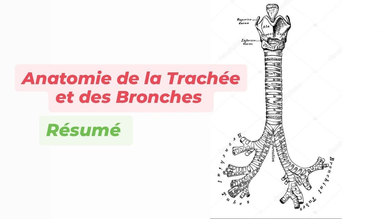 TRACHEE ET BRONCHES ( R&eacute;sum&eacute; )